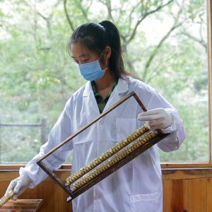 衛(wèi)民蜂蜜紀錄片之蜂王漿制作完成