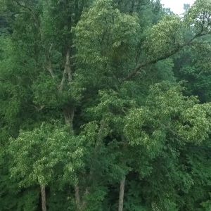 象象影視遠(yuǎn)赴東北拍攝椴樹蜜紀(jì)錄片