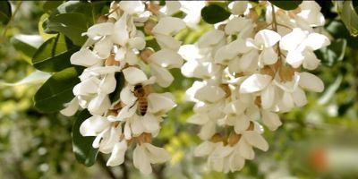 衛(wèi)民蜂蜜紀錄片-延安槐花蜜篇